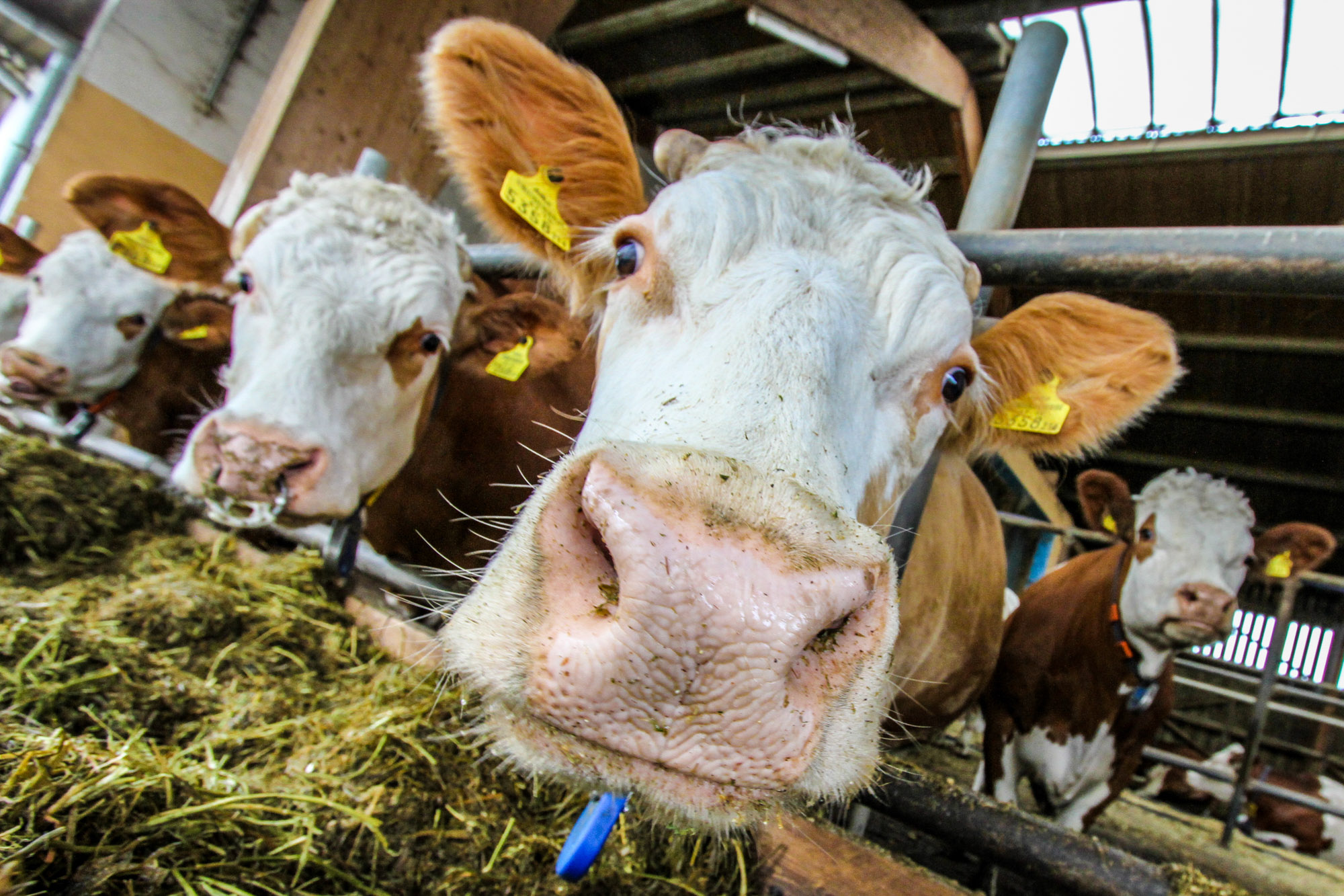 Kühe in der Eis-Greissler-Manufaktur